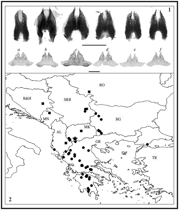 1. Laminae dorsales (upper row) and uncus-tegumen
complexes (lower row) of Zygaena purpuralis (Brünnich, 1763), Z. minos
([Denis & Schiffermüller], 1775) and Z. diaphana Staudinger, 1887
from Mt. Baba. a.– Z. purpuralis, Mt. Baba, 18 km W Bitola, 1900 m;
b.– Z. minos, Mt. Baba, 18 km W Bitola, 1900 m; c.– Z. minos,
Mt. Baba, 18 km W Bitola, 1800 m; d.– Z. diaphana, Mt. Baba, 18 km
W Bitola, 1800 m; e.– Z. diaphana, Mt. Baba, 18 km W Bitola, 1900
m; f.– Z. diaphana, Mt. Baba, Umgebung Bitola, 1500-1750 m. Scales
for laminae dorsales and uncus-tegumen complexes are 1 mm. 2. Distribution
of Zygaena minos ([Denis & Schiffermüller], 1775) and Z. diaphana
Staudinger, 1887 on the Balkan Peninsula. Squares - Z. minos, circles
- Z. diaphana, asterisk - Z. minos and Z. diaphana sympatric.
B&H - Bosnia and Herzegovina, MN - Montenegro, SRB - Serbia, RO - Romania, AL
- Albania, MK - Republic of North Macedonia, BG - Bulgaria, GR - Greece, TR - Turkey.
Locality in Romania is not on the Balkan Peninsula but it is very close to its border.