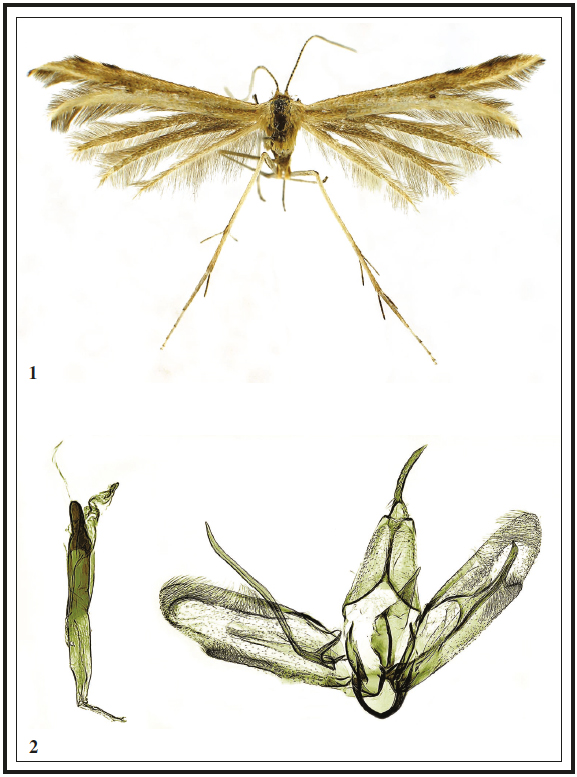 Hellinsia bidzilya Ustjuzhanin & Kovtunovich, sp. n. 1.
Adult (Holotype, MFN). 2. Male genitalia (Holotype, MFN 201701).