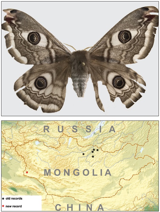 1. E. pavonia, female (Zoological Museum of Altai State University, Barnaul, Moths # 1235).2. Distributional map of E. pavonia in Mongolia.