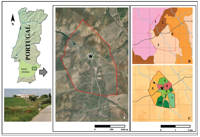 Study area of Monte da Lage (Serpa, Beja). A) Orthophotomap with the area under study inside thepolygon. Star indicates light-trap location; B) Geological map. Pink (B1) - ZOM, porphyries of Baleizão; Brown(B2) - ZOM gabber-dioritic complex of Cuba; Orange (B3) ZOM - granites of Pias; salmon (B4) Tertiarysedimentary layer. Road and major water courses are represented. C) Land use in 2006: C5 - dryland farming;C6) irrigation farming; C7) traditional olive-grove; C8) vineyards; C9) semi-natural grasslands and wasteland;C10) Holm-oak woodland ‘Montado’.