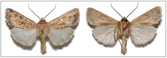 Agrotis desertorum Boisduval, 1840. Top: Upperside. Bottom: Underside.