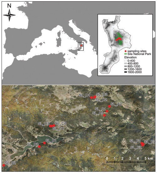 Structure of moth community sampled in Calabrian black pine forests. The most abundant speciesand the proportion of the rest of community are reported.