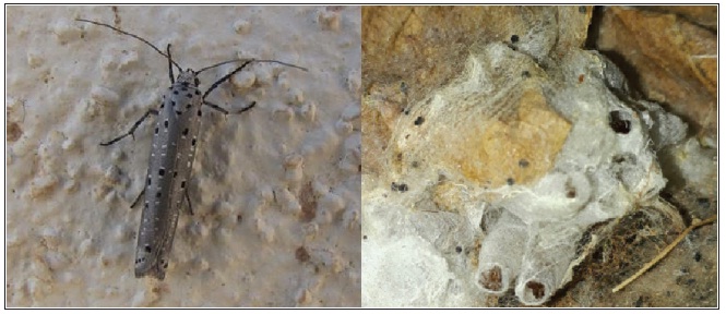 Left. Yponomeuta morbillosus (Zeller, 1877) - MALTA, Qormi, November 2017. Right. Silken webbuilt by Yponomeuta morbillosus (Zeller, 1877) - MALTA, Qormi, November 2017.