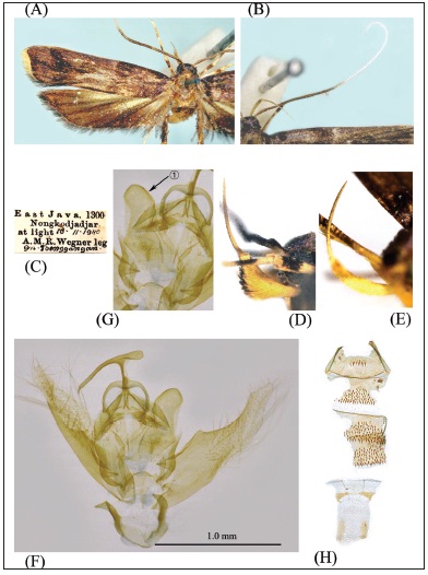 Tiriza pulcherimella (Walker): A, adult, male with left wing; B, antenna; C, label; D, labialpalpus of male, lateral aspect; E, labial palpus of female, lateral aspect; F, male genitalia; G, ditto, phallus,indicated by an arrow with ➀; H, abdomen, with 7th-8th sternites. Scale bar: 1.0 mm.