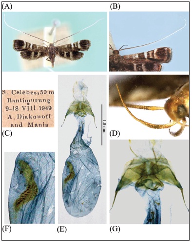 Trypherogenes chrysodesma Meyrick: A, adult; B, right forewing and antenna; C, label; D,labial palpus, lateral aspect; E, female genitalia; F, close-up signum; G, close-up ostium plate. Scale bar: 1.0mm.