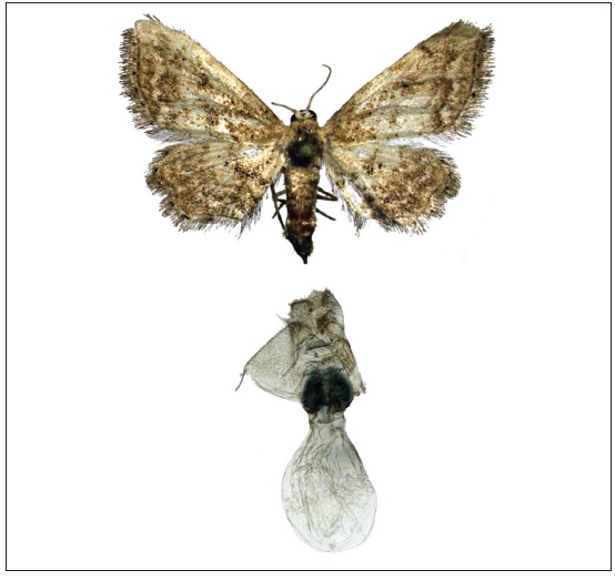 1. Female adult of Idaea lobaria Chrétien. 2. Female genitalia.