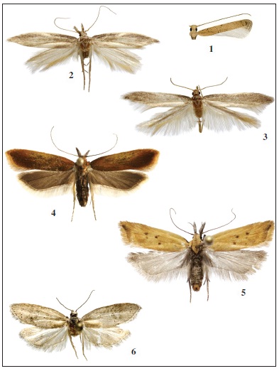 Figuras 1-6.– Imago: 1. Caloptilia perseae (Busck, 1920) ♀. 2. Megacraspedus peyerimhoffi Le Cerf, 1925 ♀.3. Megacraspedus peyerimhoffi Le Cerf, 1925 ♂. 4. Dichomeris ustalella (Fabricius, 1794) ♂. 5. Dichomerislimosellus (Schläger, 1849) ♂. 6. Oporopsamma dunaria Sumpich, 2011 ♀.