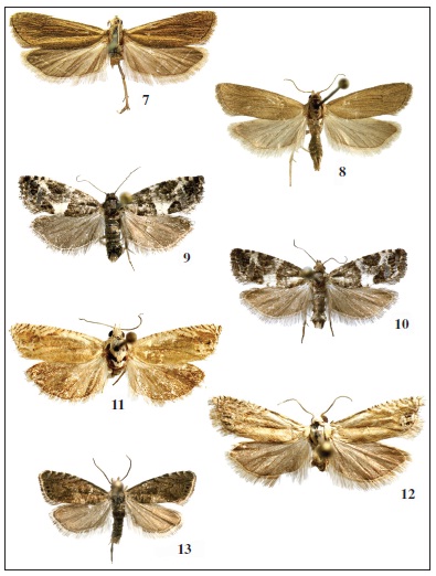 Imago: 7. Bactra simpliciana Chrétien, 1915 ♂. 8. Bactra simpliciana Chrétien, 1915 ♀. 9.Spilonota gallinerana Sumpich, 2011 ♂. 10. Spilonota gallinerana Sumpich, 2011 ♀. 11. Eucosma albarracinaHartig, 1941 ♀. 12. Eucosma albarracina Hartig, 1941 ♂. 13. Dichrorampha agilana (Tengström, 1848) ♂.