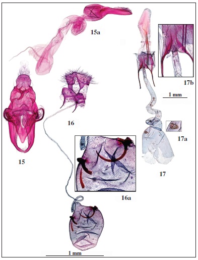  Genitalia: 15. Megacraspedus peyerimhoffi Le Cerf, 1925, prep. genit. AV4054. 15a. Idem,aedeagus del mismo. 16. Caloptilia perseae (Busck, 1920) prep. genit. AV4052. 16a. Idem, detalle del signum.17. Megacraspedus peyerimhoffi Le Cerf, 1925, prep. genit. AV4055. 17a. Idem, detalle del signum. 17b. Idem,detalle del ostium.