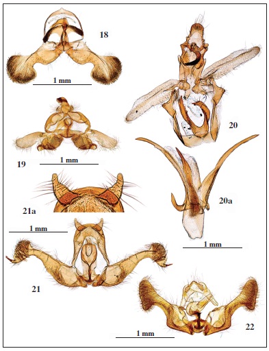 Genitalia: 18. Dichrorampha agilana (Tengström, 1848), prep. genit. 6126JG. 19. Bactrasimpliciana Chrétien, 1915, prep. genit. 6287JG. 20. Dichomeris limosellus (Schläger, 1849), prep. genit.6324JG. 20a. Idem, aedeagus del mismo. 21. Spilonota gallinerana Sumpich, 2011, prep. genit. 6330JG. 21a.Idem, detalle de socii. 22. Eucosma albarracina Hartig, 1941, prep. genit. 6155JG.