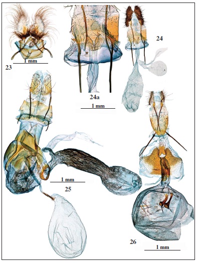 Genitalia: 23. Oporopsamma dunaria Sumpich, 2011, prep. genit. 6142JG. 24. Bactrasimpliciana Chrétien, 1915, prep. genit. 6285JG. 24a. Idem, detalle del ostium. 25. Dichomeris ustalella(Fabricius, 1794), prep. genit. 6325JG. 26. Eucosma albarracina Hartig, 1941, prep. genit. 6221JG.