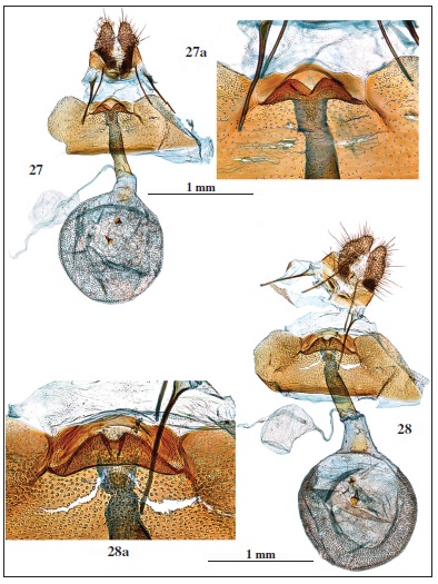 Genitalia: 27. Spilonota gallinerana Sumpich, 2011, prep. genit. 6329JG. 27a. Idem, detalledel ostium. 28. Spilonota ocellana ([Denis & Schiffermüller], 1775), prep. genit. 6331JG. 28a. Idem, detalle delostium.