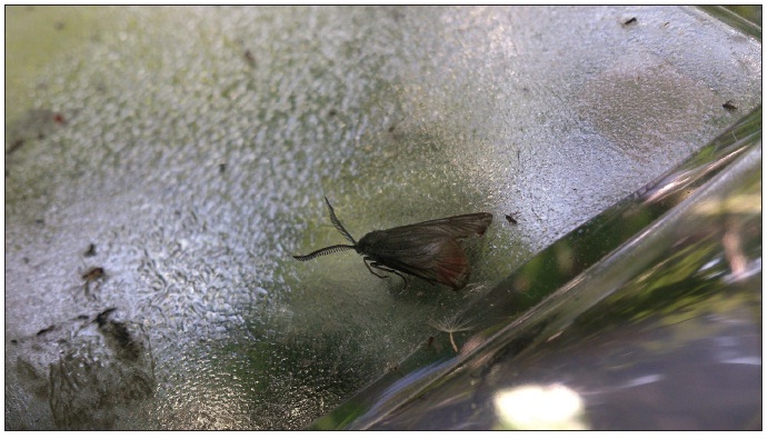 Attracted male of I. (P.) pruni on sticky layer in trap baited with EFETOV-S-2 (Photo: C. Koshio).