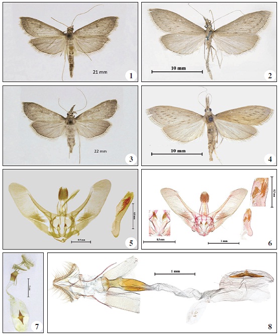 1-4. Adults of Lepidoneura grisealis (Hamp.); 1-2. Males; 1. Turkey, Siirt, Rirvan, Nergizli, 650m, 4-VII-2015; 2. “Asia centr. Jil-Gebiet, Umg. Djarkent, coll. Wagner”; 3-4. Females; 3. Turkey, Siirt, Botanvalley, 700 m, 9-VII-2015; 4. “Issyk-Kul, Zentral Asien, v. Stummer, ’00”; 5-8. Genitalia of Lepidoneuragrisealis (Hamp.); 5-6. Male genitalia; 5. Same as 1 (G.P. 2015-26 E. S.); 6. Same as 2 (G.P. 1653 Slamka, coll.NHM Vienna); 7-8. Female genitalia; 7. Same as 3 (G.P.2015-56 E.S.); 8. Same as 4 (G.P. 1742 Slamka, coll.NHM Vienna).