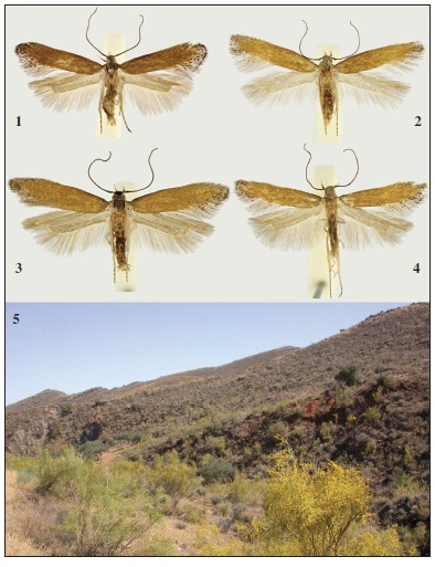 Stomopteryx jeppeseni Karsholt & Sumpich, sp. n., Spain, Almería. 1-4. Habitus. 1. ♂, Níjar,13-14-VI-2007, holotypus. 2. ♀, Tabernas, 2-3-V-2008, paratypus. 3. ♂, Mojácar, 4-V-2008, paratypus.4. ♂, Alto del Calar del Gallinero, 17-18-VI-2007, paratypus. All in coll. NMPC. 5. Habitat, vicinity ofNíjar, 560 m.
