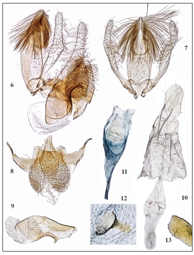 Stomopteryx jeppeseni Karsholt & Sumpich, sp. n., genitalia, paratypes. 6-9. Male genitalia. 6.Lateral view of all genitalia. 7. Frontal view of tegumen complex with valvae. 8. Vinculum complex. 9. Phallus.10-13. Female genitalia. 10. General view. 11. Detail of antrum. 12-13. Detail of signum. 12. General view. 13.Waved tip.