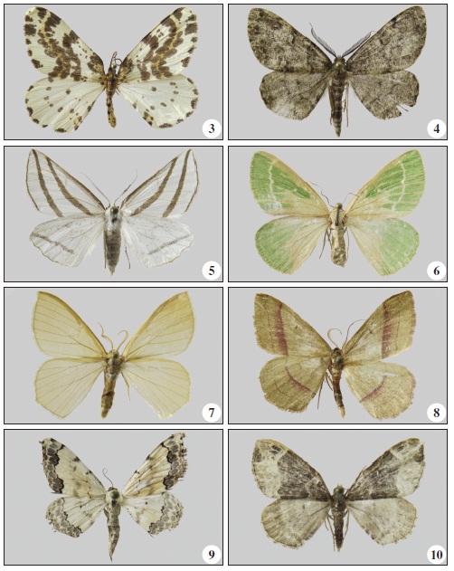 Geometridae, adult specimens from Tigirek Reserve: 3. Abraxas grossulariata (Linnaeus,1758); 4. Deileptenia ribeata (Clerck, 1759); 5. Megaspilates mundataria (Stoll, 1782); 6. Thetidiasmaragdaria (Fabricius, 1787); 7. Hemistola chrysoprasaria (Esper, 1795); 8. Rhodostrophia vibicaria(Clerck, 1759); 9. Scopula decorata (Denis & Schiffermüller, 1775); 10. Ecliptopera capitata (Herrich-Schäffer, 1839).