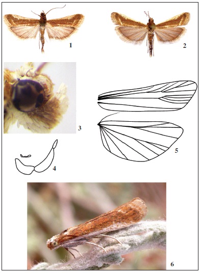 Ancylosis triangulicosta Tsvetkov, sp. n. 1. male (holotype); 2. female (paratype); 3. head in lateralview; 4. labial and maxillary palps; 5. venation; 6. imago (male) in its natural habitat.