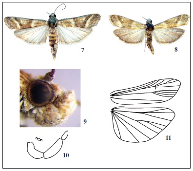 Ancylosis mangistauensis Tsvetkov, sp. n. 7. male (holotype); 8. female (paratype); 9. head inlateral view; 10. labial and maxillary palps; 11. venation.