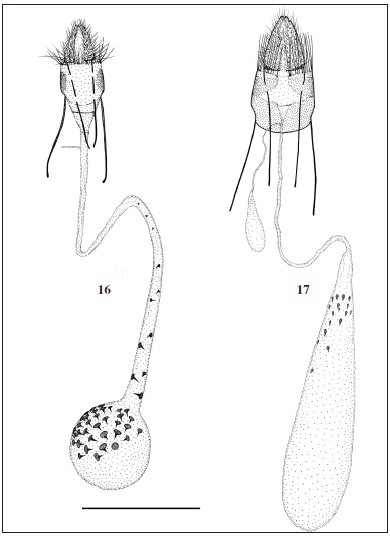 Female genitalia (scale 1 mm). 16. Ancylosis triangulicosta Tsvetkov, sp. n.; 17. Ancylosismangistauensis Tsvetkov, sp. n.